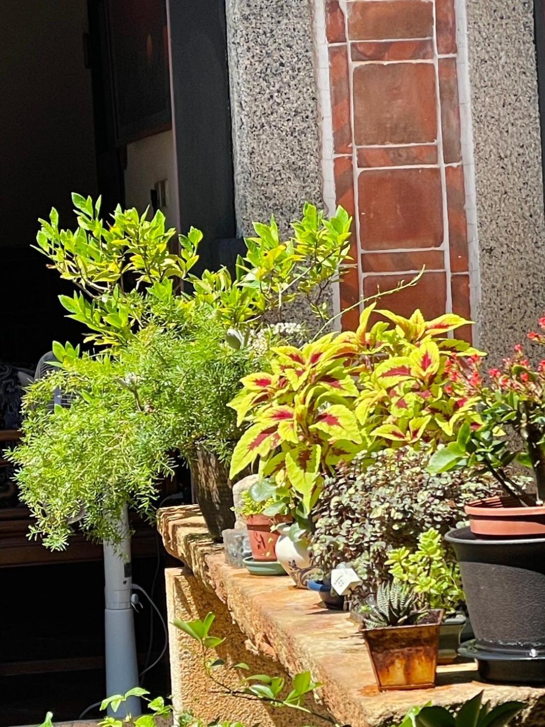 Grace Homestay Jincheng Eksteriør billede